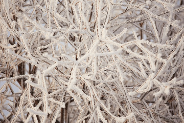 abstract background landscape winter forest / frost-covered tree branches, snowy weather christmas background