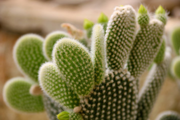 Cactus Opuntia Plant with Spines Close Up. Green plant with spines and dried flowers. Indian fig opuntia, barbary fig, cactus prickly pear