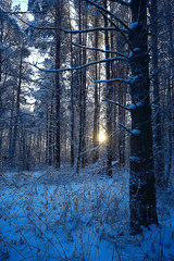 winter park, cityscape in winter weather / landscape snow, city, trees in a city park in the north