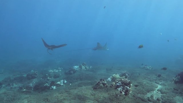 Pan Right to Left: Sting Rays Gliding Through the Waters of Lahaina Hawaii in Lahaina, Hawaii