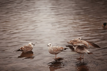 wintering birds / bird flock, winter lake, wild birds on winter lake, seasonal, migratory ducks