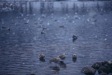 wintering birds / bird flock, winter lake, wild birds on winter lake, seasonal, migratory ducks