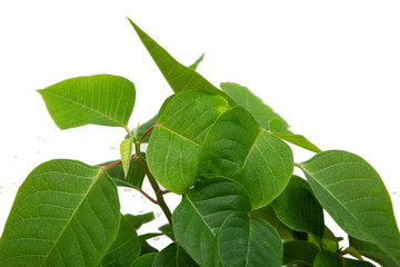  Green leaves isolated on white background