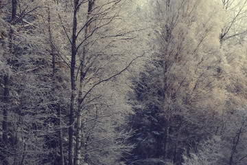 winter landscape in the forest / snowy weather in January, beautiful landscape in the snowy forest, a trip to the north