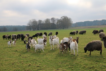 Neugierige Ziegen und Heidschnucken