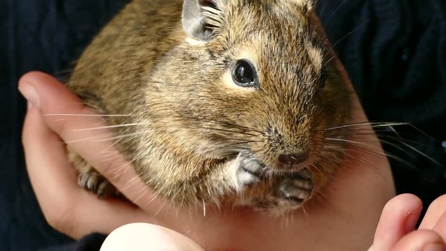 Play with a pet. Caress hand rodent. Chilean squirrel eats sunflower seeds. Grisun Daegu is sitting on his hands.