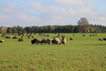 Obraz premium Große Heidschnuckenherde in der Lüneburger Heide