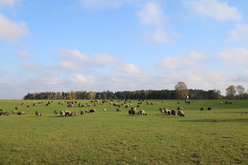 Fototapeta premium Große Heidschnuckenherde in der Lüneburger Heide