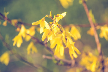 Forsythia yellow spring flowers