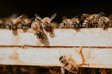 bienen