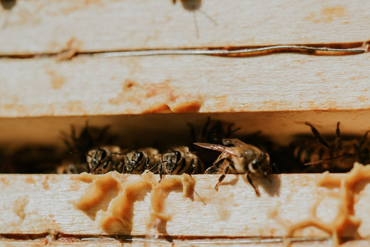 Bienen