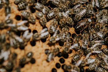 bienenwabe Schwarm schwärmen Imkerei Sommer