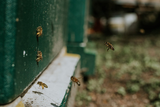 Bienenstock