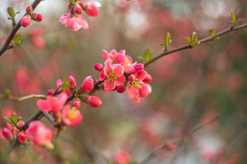 Flowers of Japanese quince (Chaenomeles japonica) with a wonderful bokeh on the background
