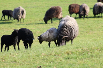 Fototapeta premium Große Heidschnuckenherde in der Lüneburger Heide