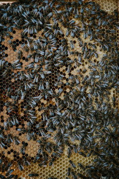 Bienen
