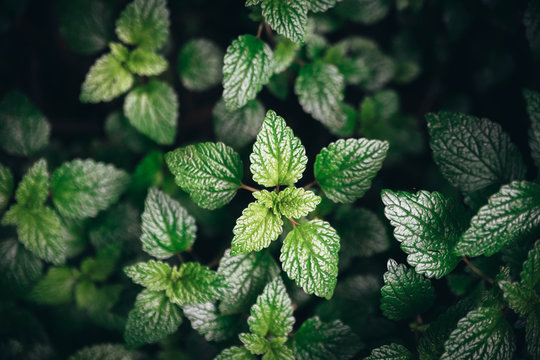 Green mint leaves background.