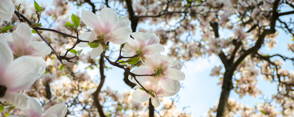 Obraz premium branch of white magnolia tree flowers on a blurred natural background