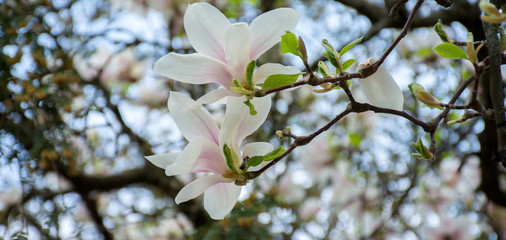 branch of white magnolia tree flowers on a blurred natural background
