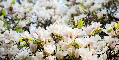 branch of white magnolia tree flowers on a blurred natural background