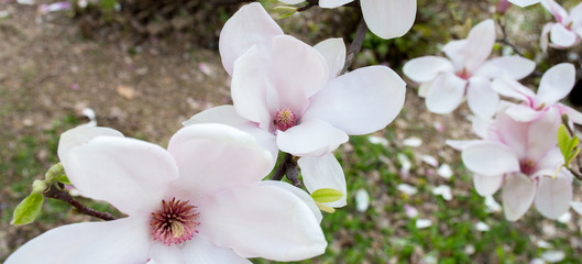 branch of white magnolia tree flowers on a blurred natural background