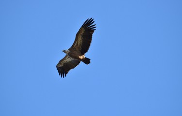 Vautour fauve, Val de Caballeros, Estremadura, Espagne