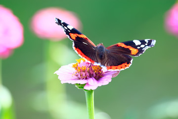 butterfly on a flower