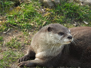 Otter collection