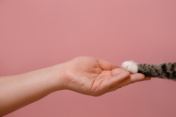 hand and cat paw on pink background friendship concept - obrazy, fototapety, plakaty