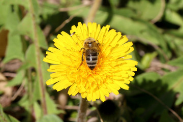 Yellow flower dandelion Taraxacum with honey bee in the meadow. Bright flowers dandelions on background of green grass meadows.