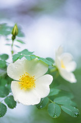 Burnet rose (Rosa pimpinellifolia). Selective focus and shallow depth of field.