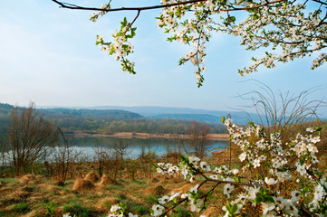 Obraz premium Blooming trees on a mountain lake in the open air against the background of the forest and mountains