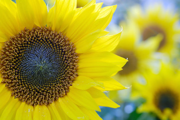 Sunflowers in the meadow