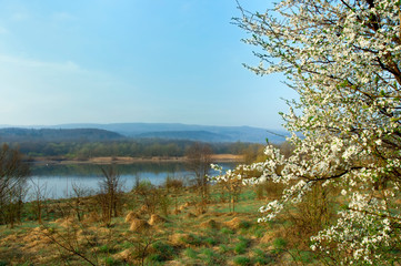 Blooming trees on a mountain lake in the open air against the background of the forest and mountains