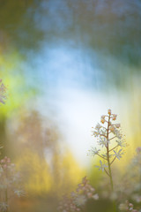 Heartleaved Foamflowers (Tiarella cordifolia). Selective focus and very shallow depth of field.