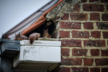 Squirrels on the roof