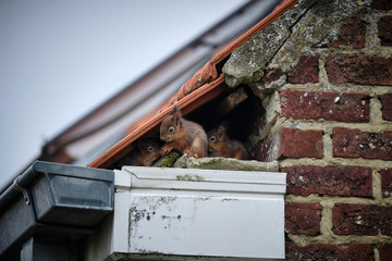 Squirrels on the roof © Fabrique Imagique