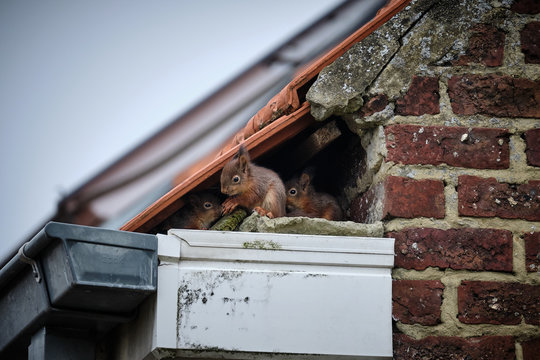 Squirrels on the roof