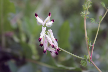 Fiore di Fumaria Capreolata