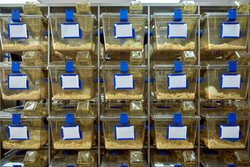 Experimental laboratory mice are raised in the IVC, Individually ventilated cages system protecting...