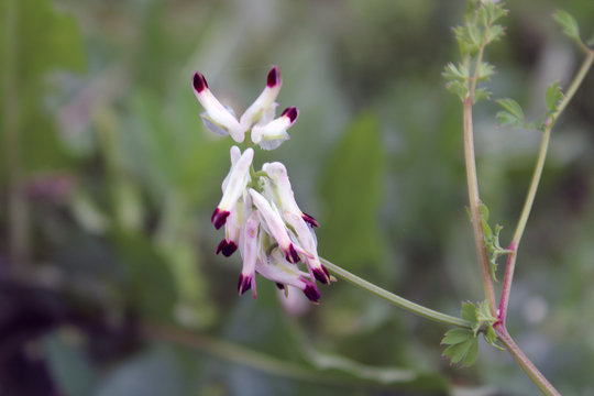Fiore di Fumaria Capreolata