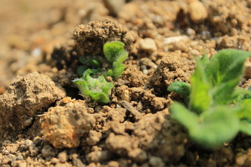 ジャガイモが芽を出した