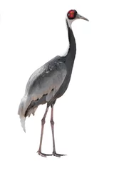 Fotobehang Kraanvogels White crane isolated on white  © fotomaster