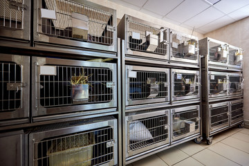 Experimental rabbits in laboratory for drug developments