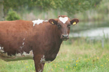 cow in a field