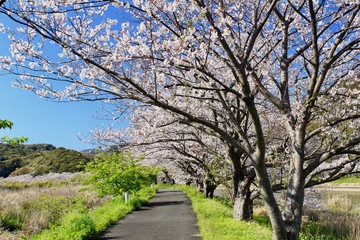 南伊豆　青野川のソメイヨシノ