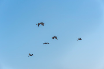 Glossy Ibis, Plegadis falcinellus group in the sky. Birds Natural Habitats. Bird watching in Hula...