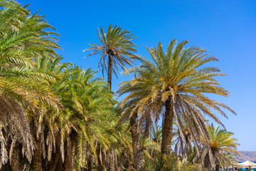 Fototapeta na wymiar Palm trees on Crete, Greece