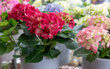 Pink and light pink hydrangea or Hydrangea macrophylla floral background.