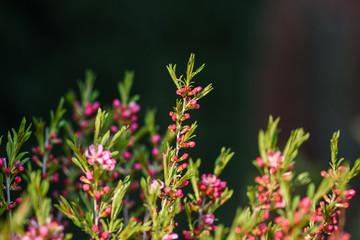 Almond Dwarf blooming in the garden, spring time.